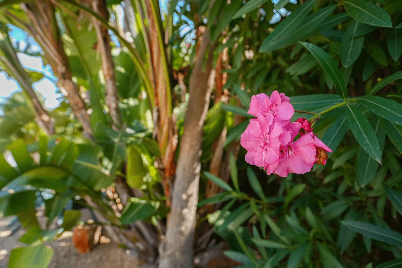 Chalet/Villa en venta en Javea